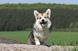 CORGI PEMBROKE 636